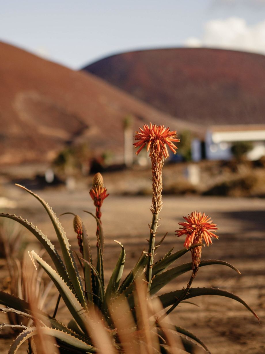 7 Tage Auszeit am Meer in Fuerteventura